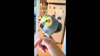 Репер-попугай)))
