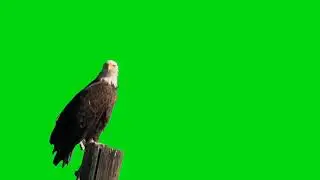 Oqab Green Screen Animation