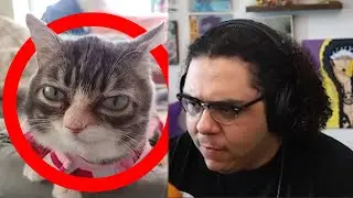 I REALLY Do Not Like This Cat
