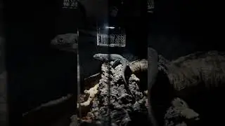 Darkness! Melanistic Lacerta 🦎 