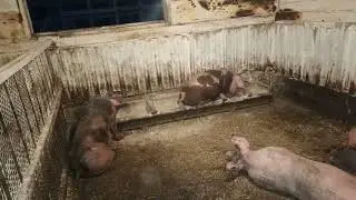 ‼️## Отсадил поросят, проставляю витамины 💊 ##‼️