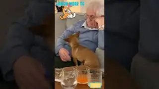 The friends never bear to grow up #17 - Funny dogs - Funny animal - Laugh more TG