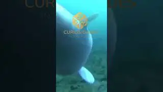 A aparência assustadora do tubarão duende  conheça mais sobre essa espécie #shorts