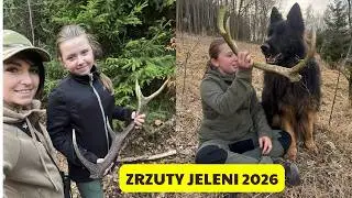 Zrzuty jeleni 2026 #deer #forest #zrzuty2026 #zrzuty #zrzutyjeleni #antlers #antler #zhody #parohar