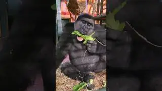 This young male is loving his lettuce! #gorilla #eating #asmr #satisfying