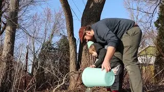 Making Maple Syrup in the City