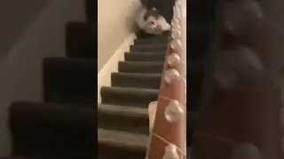 когда перепил с друзьями и теперь вы акула😂🤣🤣🤣🤣
