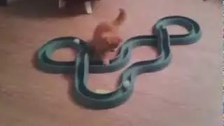 Игрушка для кошек Игровая дорожка
