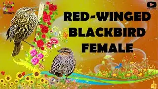 Female Red winged Blackbird