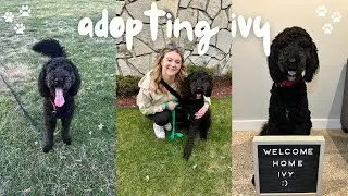 ADOPTING IVY!!