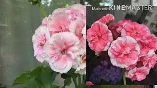 Blooming PELARGONIUMS on the balcony in August 2020