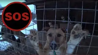 СПАСЁМ ЖИВОТНЫХ!