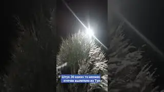 Зимовье птиц😄