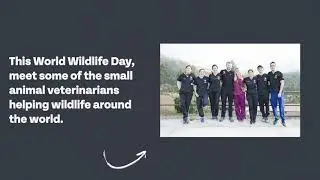 Meet Some Small Animal Veterinarians and Teams Making a Difference Worldwide