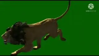 Lion  running  green screen video | Editor g