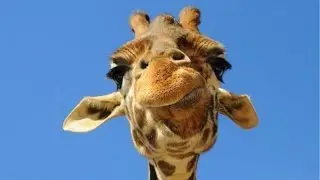 10 Fun Facts About Giraffes