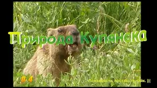 Природа Купянска #4