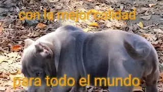 los mejores cachorros,REAL AMERICAN BULLY