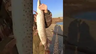 Вот такая щучка!