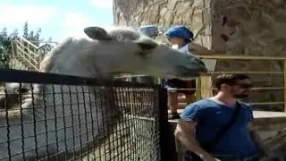 Поцелуй верблюда