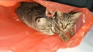 Kucing Meong Meong Dalam karung plastik #kucinglucu  Toys Doby D