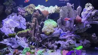 coral reef aquarium tank #aquarium #coral #coral #live #coraltank
