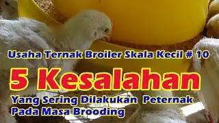 5 Kesalahan Yang Sering Dilakukan Peternak Pada Masa Brooding