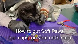 How to put Soft Paws gel caps on your cat’s nails