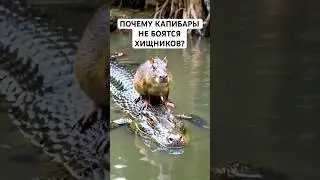 Почему Капибары Не Боятся Хищников?