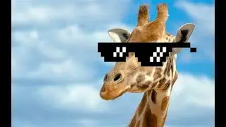 Don't Clothe the Animals (Lyric Video)