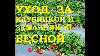 Как ухаживать за клубникой весной