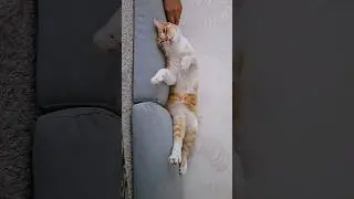 Трупиком