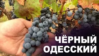 Собираем виноград. Сорт - Одесский чёрный. Урожай 2021