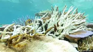 Devastating footage of coral bleaching on Australia's Great Barrier Reef
