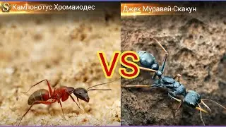 джек скакун и кампонотус хромаиодес кто лучше, куда поставить, муравей the ants underground kingdom