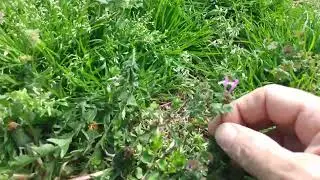 purple dead nettle and henbit