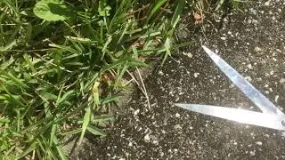 How to cut the grass