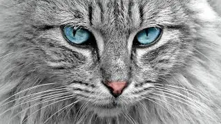 Cat. Part 3. Biology. Spoken article. From Wikipedia, the free encyclopedia
