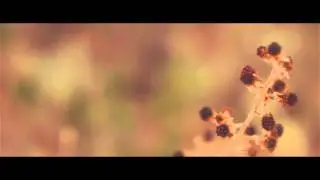 BMPCC - Samyang 35mm t1.5 w. Camdiox Focal Reducer