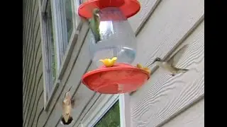 Epic Hummingbird Fights, including slow motion