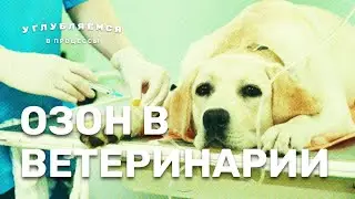 Озон в ветеринарии. Лечение опухолей у собак, лошадей и др. животных. Углубляемся в процессы.
