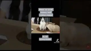 Мама: не пугай кошку у неё слабое сердце Я с 47 Хромосомами: 