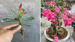 With just a slice of this bulb, when propagating porcelain flowers, they will flower very quickly