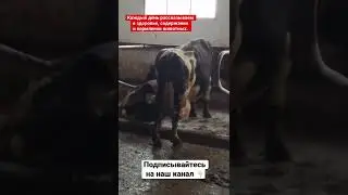 Вымя коровы. Деформация вымени у коровы.
