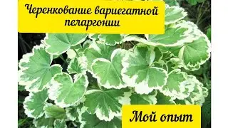 Черенкование вариегатной пеларгонии🌱🌱🌱Мой опыт 