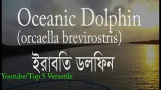 5 Amazing and Unknown things about Sundarban/ সুন্দরবনের ৫ অজানা তথ্য