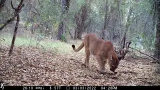 Mountain Lion Scrapes