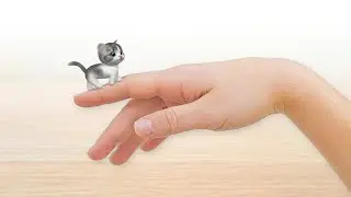 Smallest kitten