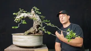 Trailer version: Second work on Olea sylvestris I styled at 
