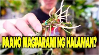 How Well Do Propagation in Water, Soil and Moss WORK? UPDATE